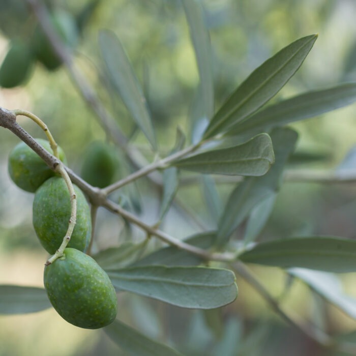 Olives vertes